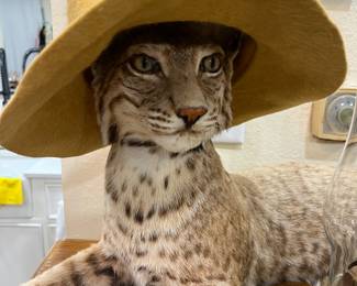 Chic Lynx Taxidermy.  