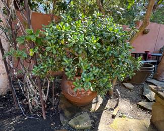 Plants