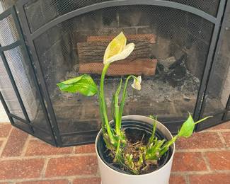 Potted plants and fireplace screen.