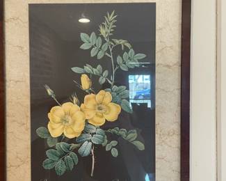 Vintage Rosa Eglanteria framed print.