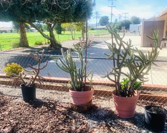Cactus Plants
