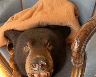 bear skin rug
