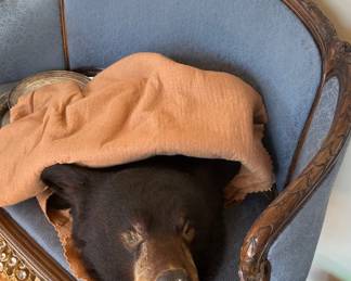 Bear skin rug, antique settle