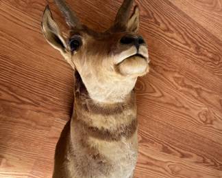 Mounted deer head 