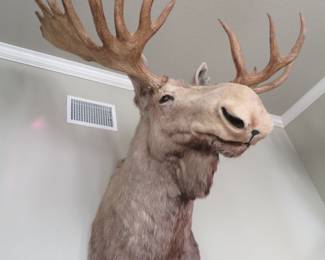 Alaskan Moose shoulder mount - such a beautiful creature!