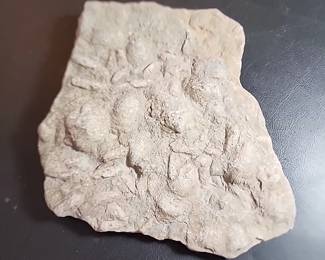 Fossil