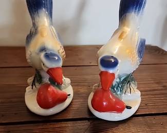 Pair of birds from Brazil