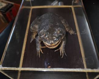 Taxidermy frog