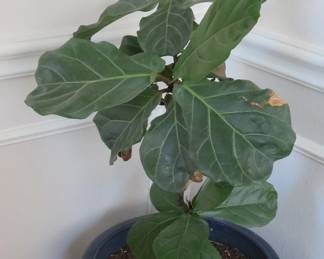 Houseplant