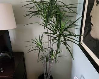 plant