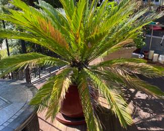 There is a pair of large Sago Pines
