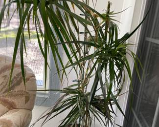 plants, we have lots