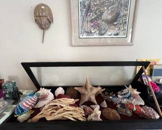 Quantity of shells and coral pieces 