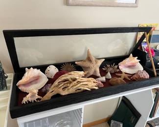 Conch Shells and others