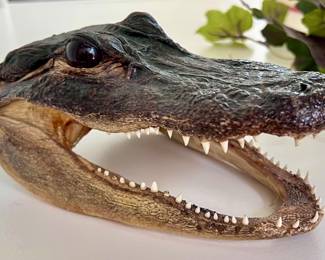 Alligator Head