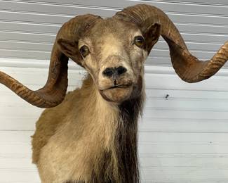 Taxidermy Corsicana ram mount