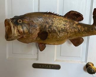 So many stuffed fish!