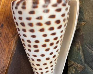 Large collection of seashells of all shapes and sizes