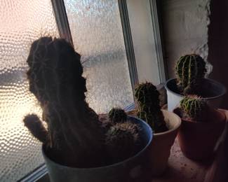 Cacti 