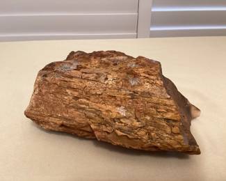 MSS224 Fossilized Petrified Wood