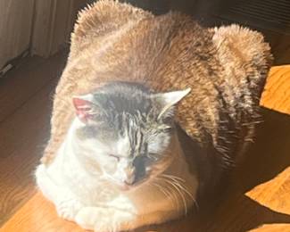 They don’t understand that my species is solar powered and needs a lot of sun time to recharge. 