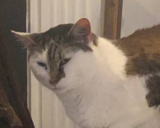 I am mad and tired. They are using up my nine lives with all this work. 