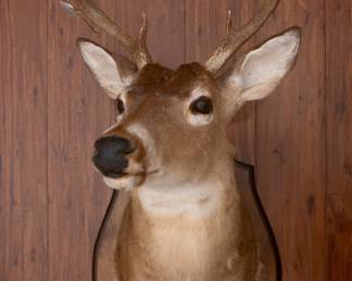 Whitetail 8-Point Buck Shoulder Mount  by Jones Taxidermy Studio
