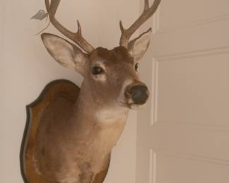 Whitetail 8-Point Buck Shoulder Mount  by Jones Taxidermy Studio
