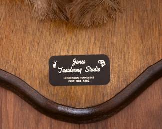 Whitetail 8-Point Buck Shoulder Mount  by Jones Taxidermy Studio
