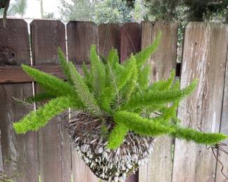 Asparagus Fern