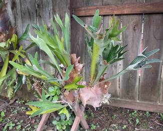 Staghorn Fern