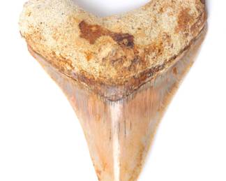 View Catalog Now! https://www.liveauctioneers.com/auctioneer/4859/scollard-auctions/