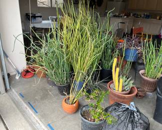 Pencil Plants, Agave, Wandering Jew