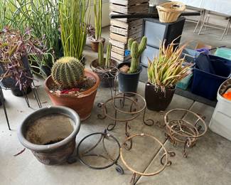 Golden Barrel, Aloe and more
