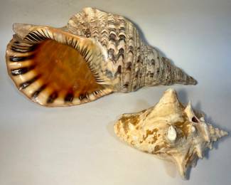 Huge Triton shell and other large shell