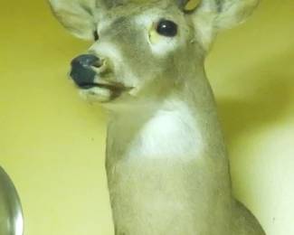 33 - Deer Mount
