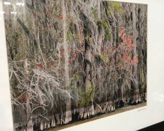 Sweep maples in swamp photo