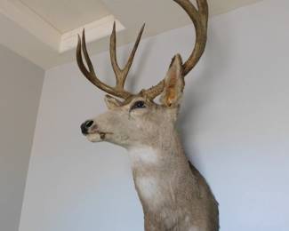 Mule deer with certificate