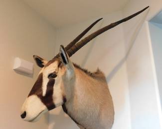 Gemsbok taxidery