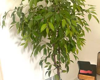 Faux ficus tree w/lights
