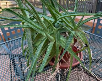 Aloe Vera Plant,  $35