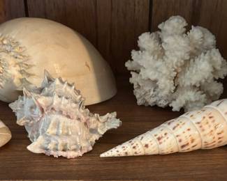 beautiful shells and coral