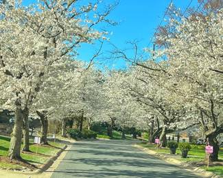 Hope you’re enjoying the Kenwood Cherry Blossoms while shopping with us!! Right before they’re gone……
