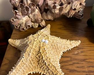 barnacle cluster, starfish