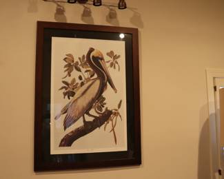 Brown Pelican by John J Audubon