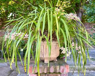 Vintage Planter & Lovely Flowers