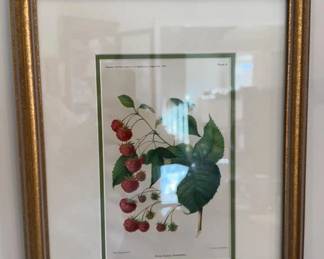 Botanical Art Print Royal Church Raspberry