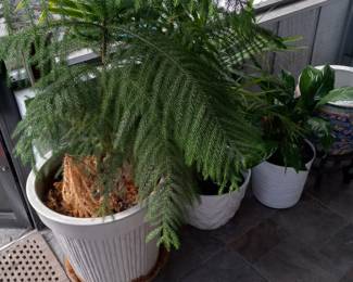 Many live plants and flowers 