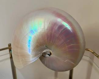 35 Large Pearl Nautilus Seashellmin
