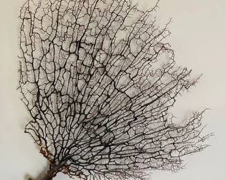 35 Dried Seafan Large Wall Decor min